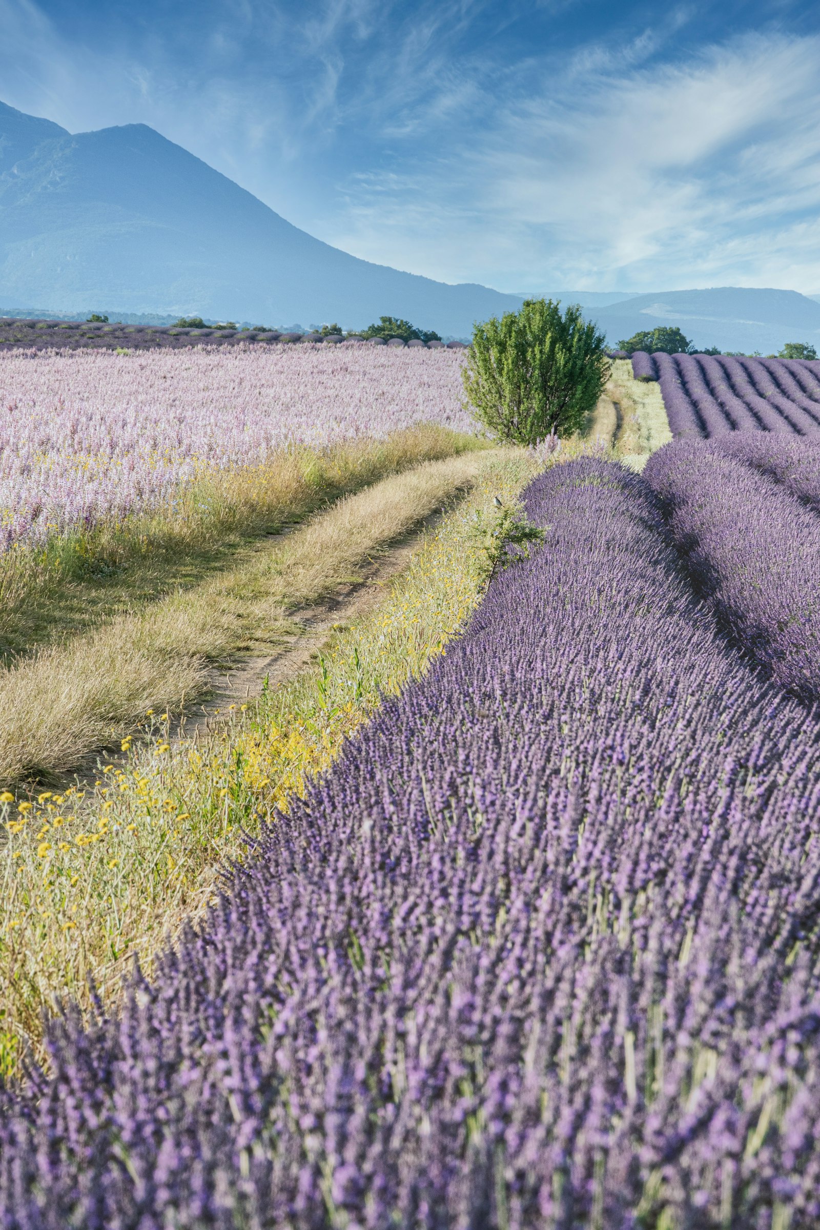 Provence with Kids: Lavender Fields, Markets, and Family Adventures in Southern France